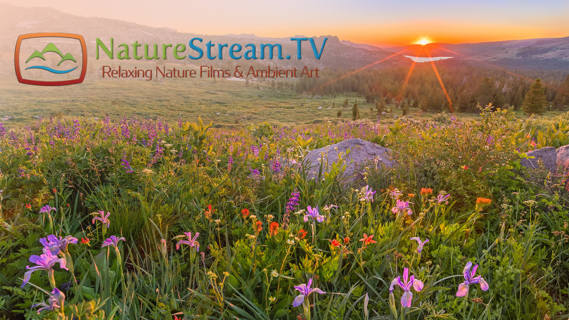 NatureStream.tv
